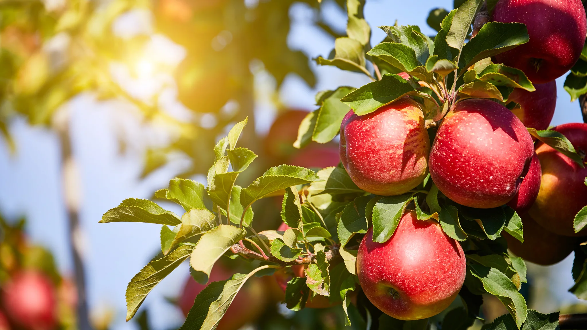 Calm Nature's Chaos: How We Keep Fruit Consistent When the Market Isn't
