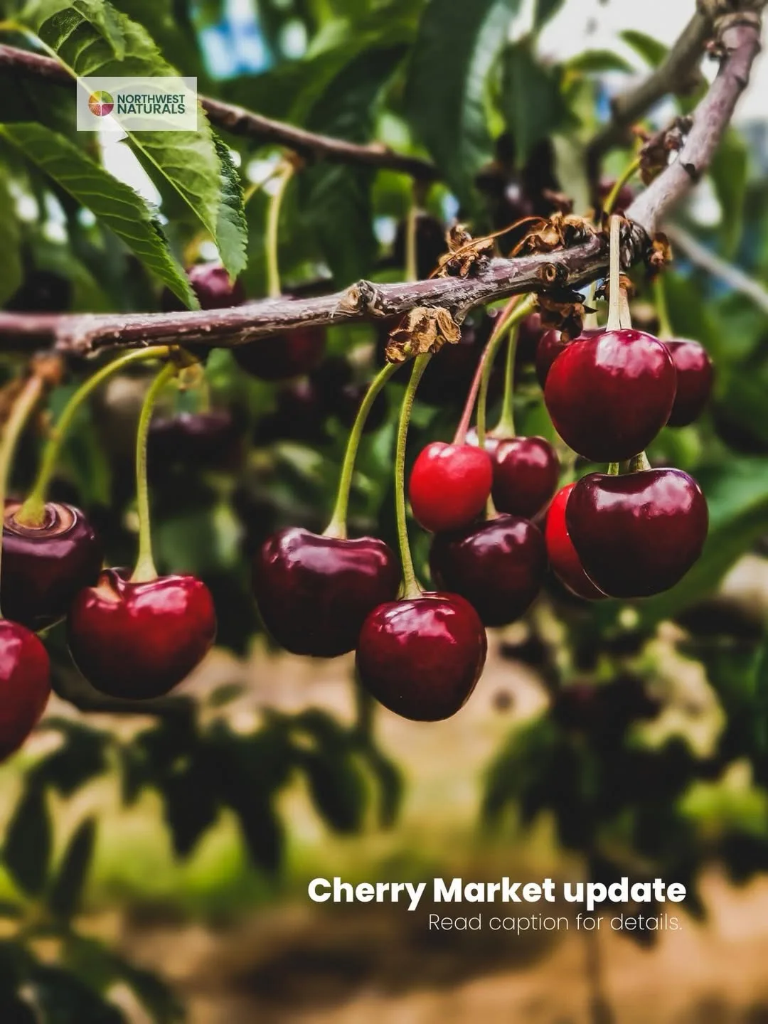 Cherry watch: what formulators and procurement teams…