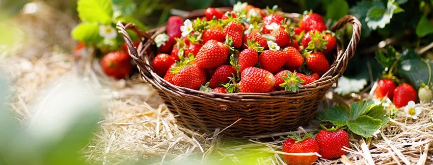 Fresh strawberries in Northwest Naturals’ juice concentrates