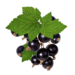 Black Currant