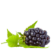 Boysenberry