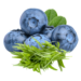 Blueberry - Tarragon