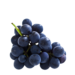 Grape - Concord