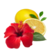Hibiscus - Lemon