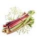 Rhubarb - Elderflower