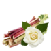 Rhubarb - Rose