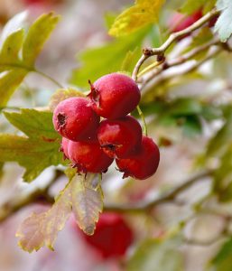 Cranberry Maple Sake