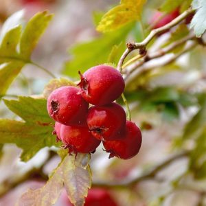 Cranberry Maple Sake