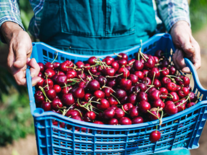 Flavor of the Month: The Classic, Cherry