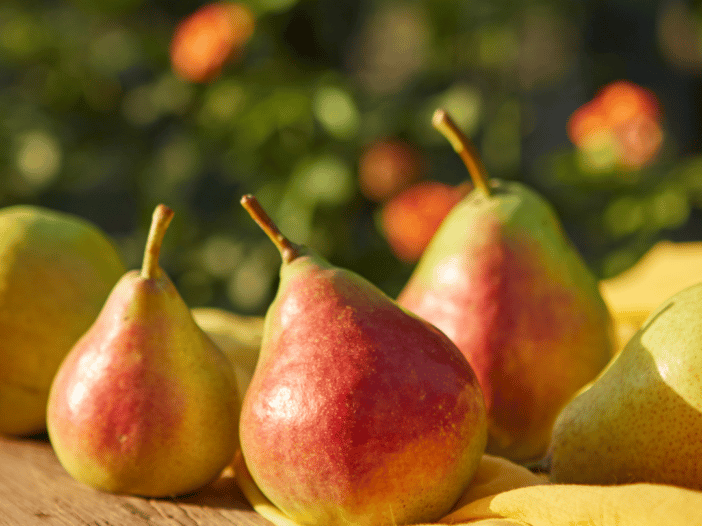 The Pear-fect Guide to Pears