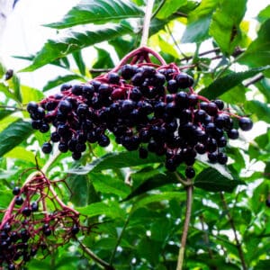 Elderberry Uses