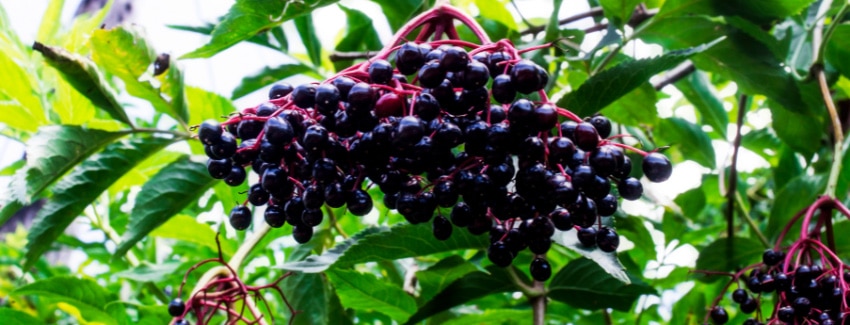 Elderberry Uses